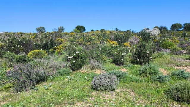 Byggegrund til salg i Ayamonte - € 67.500 (Ref: 8139129)