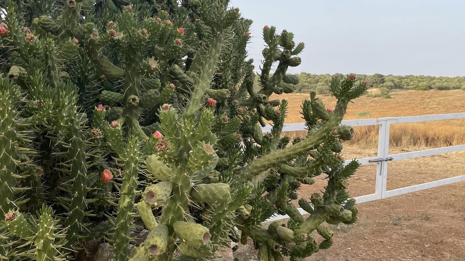 6 soveværelse Finca/Landehus til salg i Paterna del Campo - € 1.290.000 (Ref: 8392329)