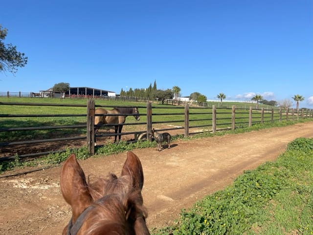 6 slaapkamer Finca/Landhuis te koop in Paterna del Campo - € 1.290.000 (Ref: 8392329)