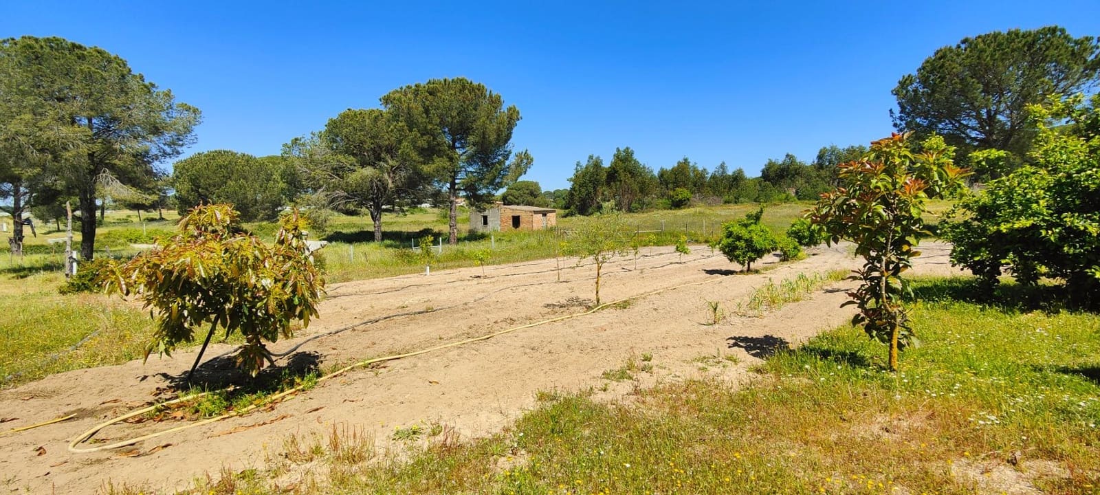 3 soveværelse Finca/Landehus til salg i Lucena del Puerto med swimmingpool - € 129.990 (Ref: 8961715)