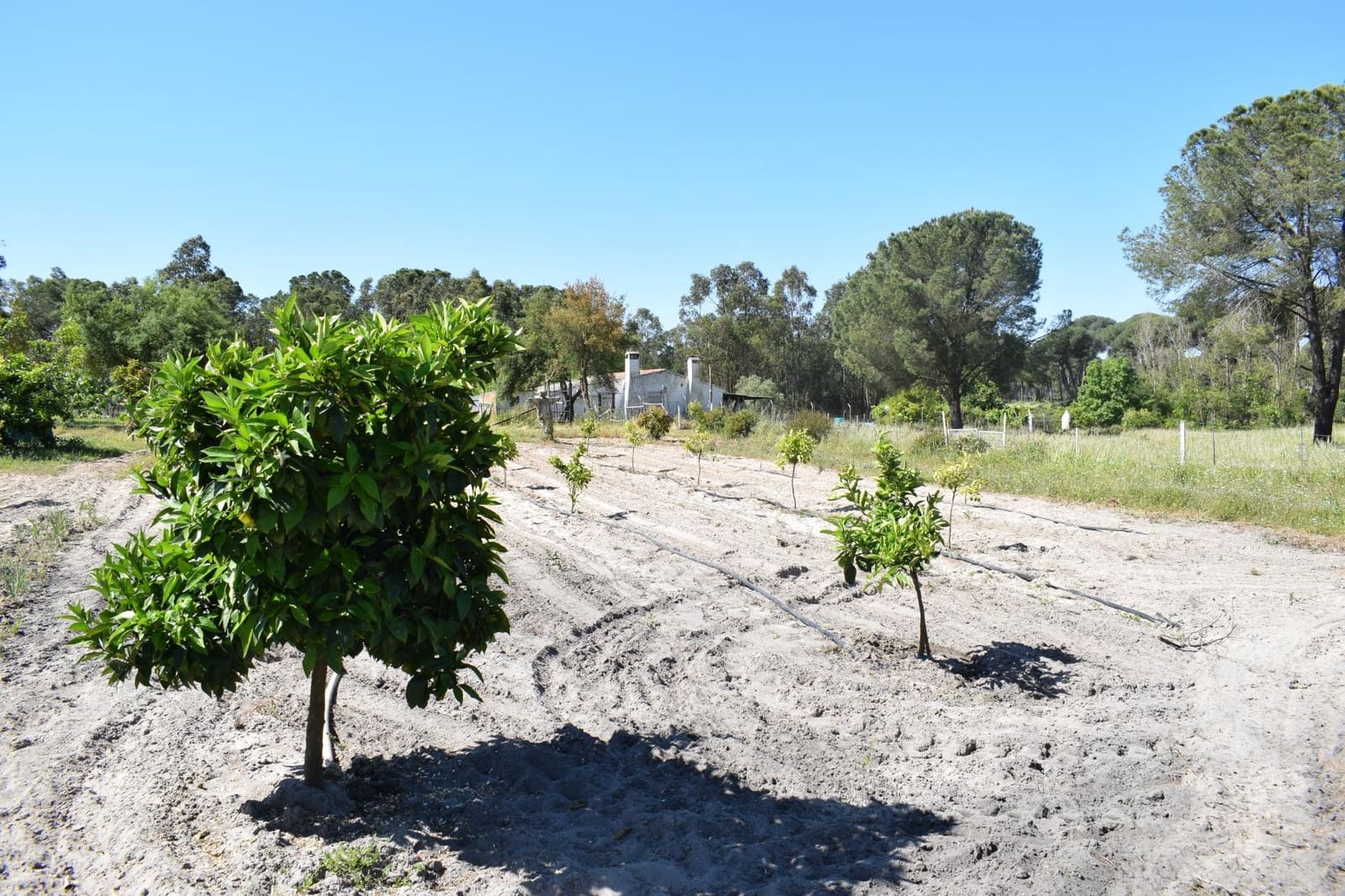 3 soveværelse Finca/Landehus til salg i Lucena del Puerto med swimmingpool - € 129.990 (Ref: 8961715)