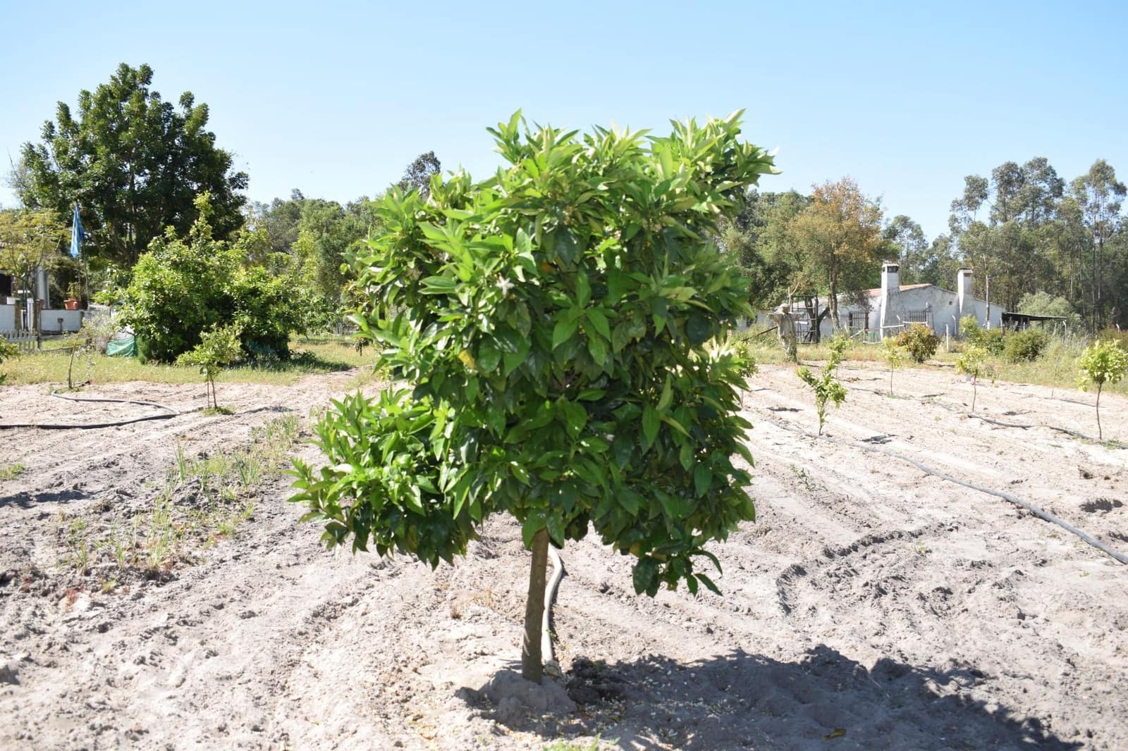 3 soveværelse Finca/Landehus til salg i Lucena del Puerto med swimmingpool - € 129.990 (Ref: 8961715)