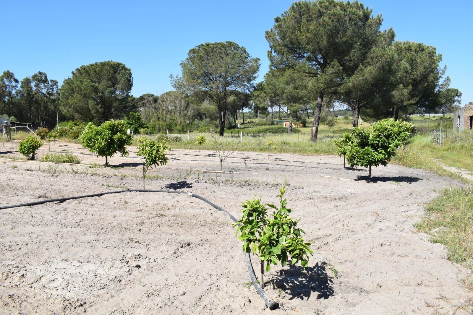 3 soveværelse Finca/Landehus til salg i Lucena del Puerto med swimmingpool - € 129.990 (Ref: 8961715)