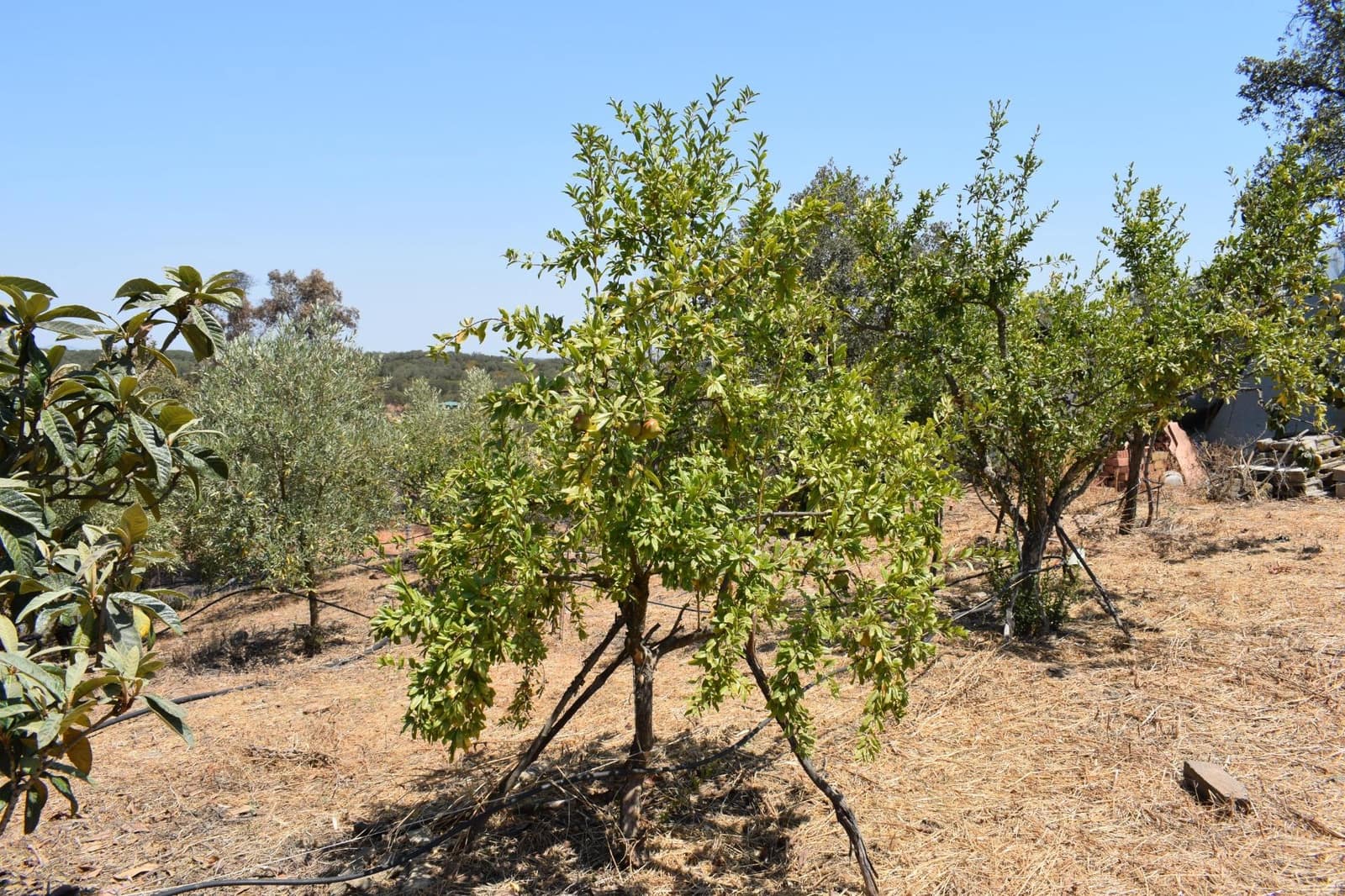 3 soveværelse Finca/Landehus til salg i San Bartolome de la Torre - € 200.000 (Ref: 9185535)