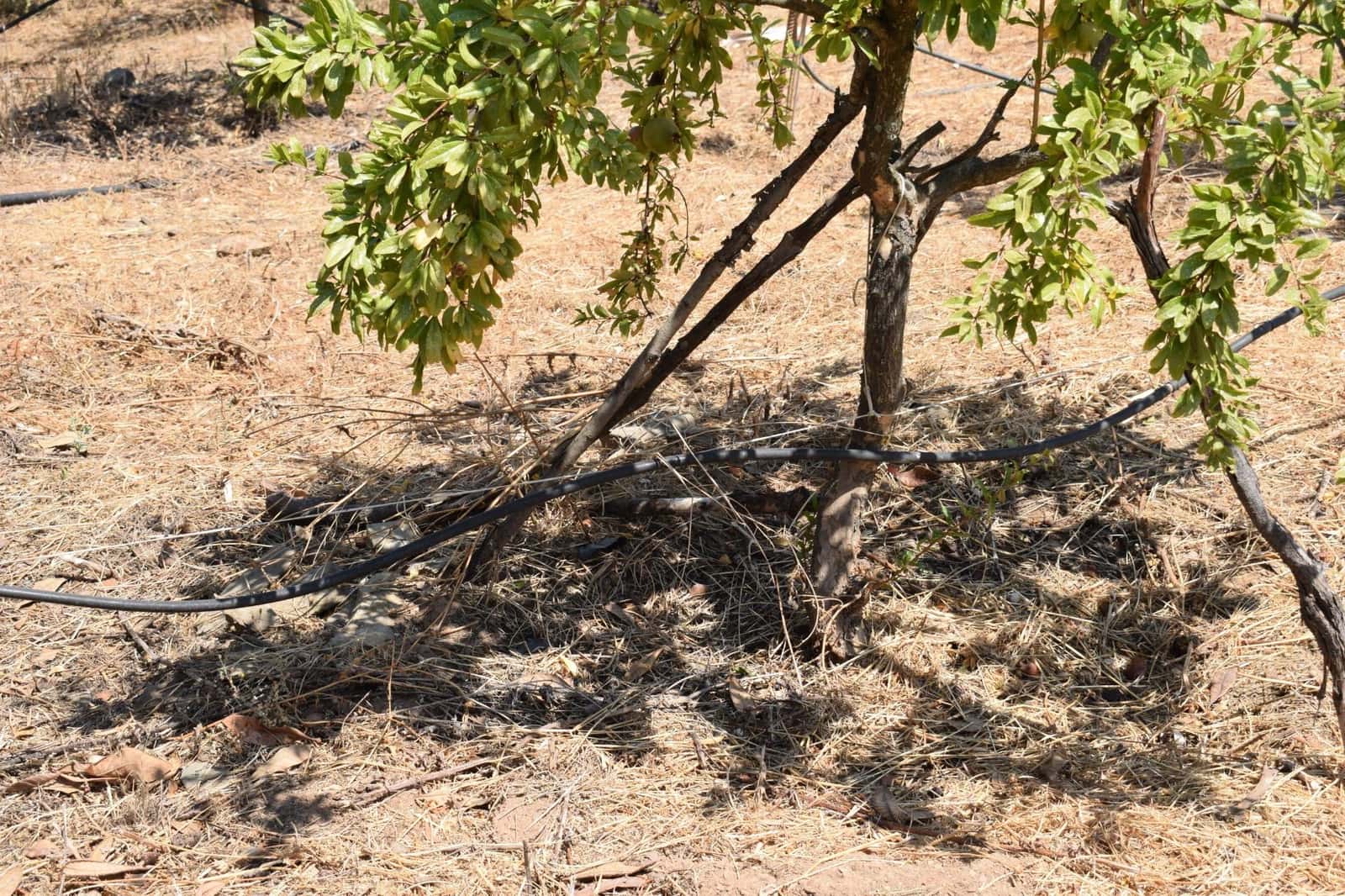 3 soveværelse Finca/Landehus til salg i San Bartolome de la Torre - € 200.000 (Ref: 9185535)