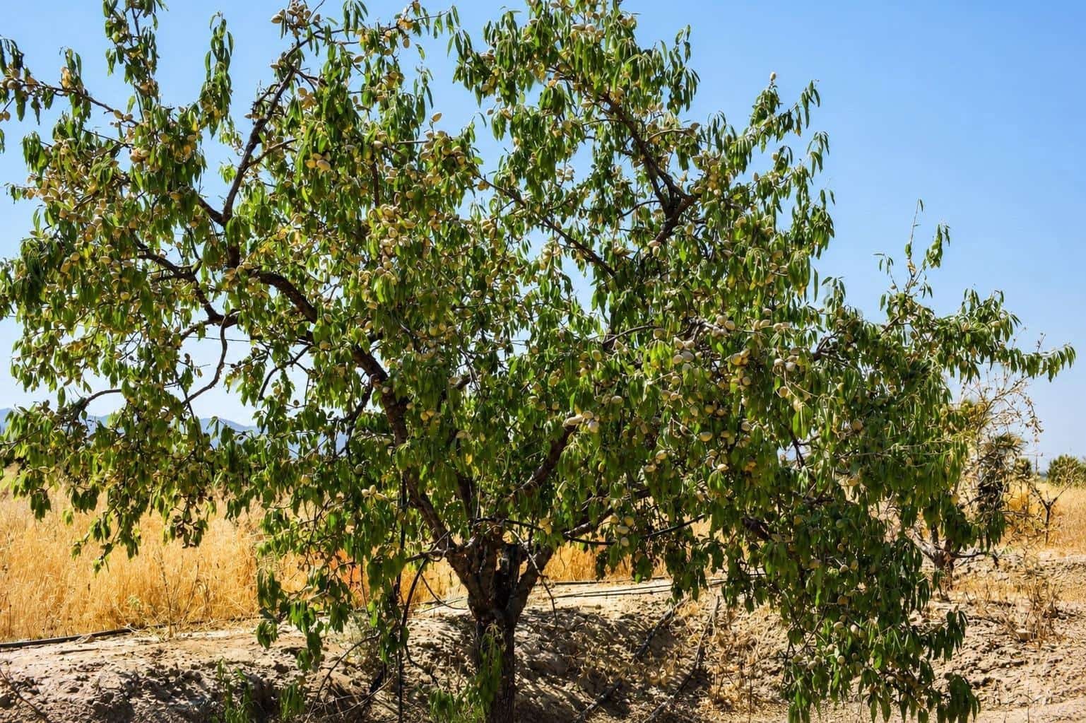 Terrain à Bâtir à vendre à Aguaderas - 100 000 € (Ref: 10005662)