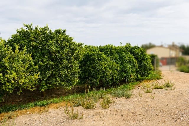 Undeveloped Land for sale in Llano de Brujas, Murcia city - € 99,000 (Ref: 10005663)