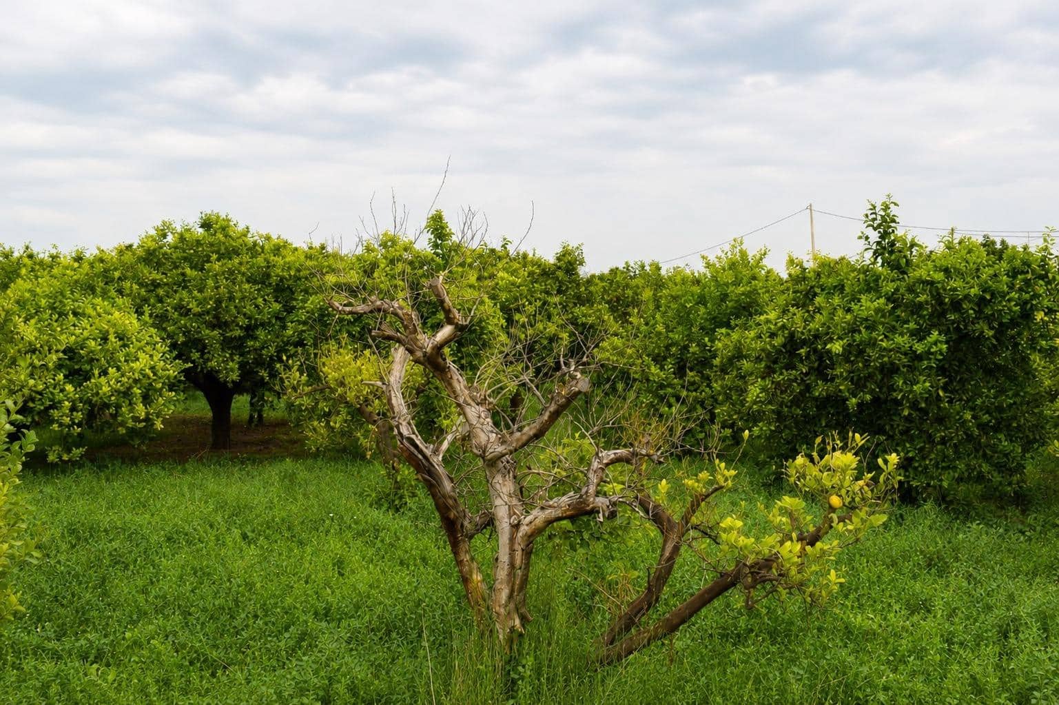 Undeveloped Land for sale in Llano de Brujas - € 99,000 (Ref: 10005663)