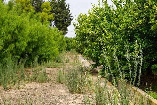 Undeveloped Land for sale in Llano de Brujas, Murcia city - € 99,000 (Ref: 10005663)