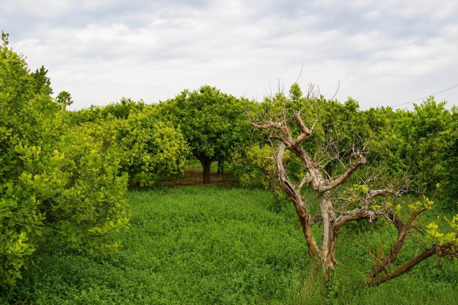 Undeveloped Land for sale in Llano de Brujas - € 99,000 (Ref: 10005663)