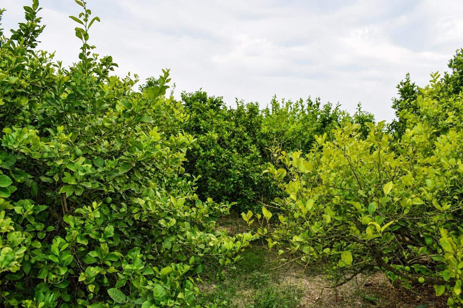 Undeveloped Land for sale in Llano de Brujas - € 99,000 (Ref: 10005663)
