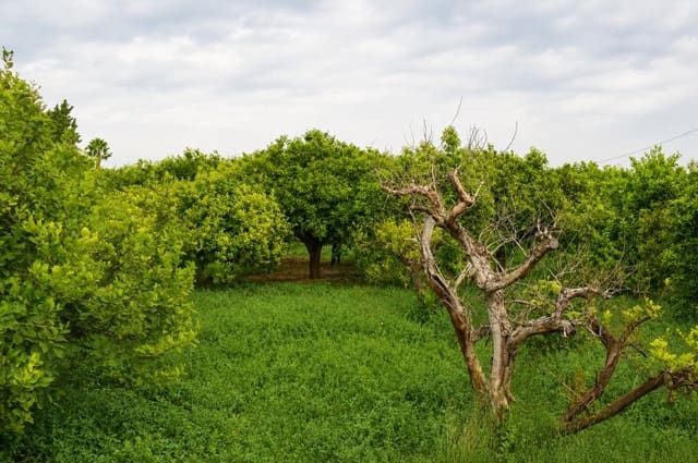 Undeveloped Land for sale in Llano de Brujas, Murcia city - € 99,000 (Ref: 10005663)
