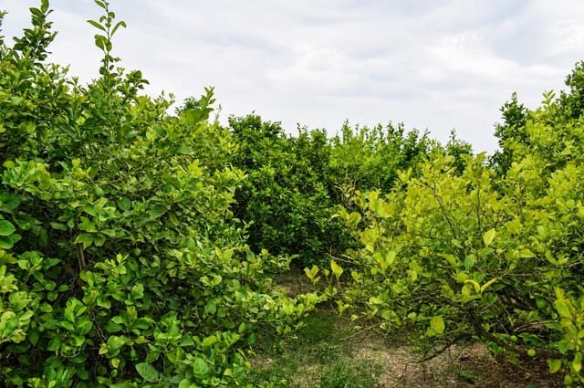 Undeveloped Land for sale in Llano de Brujas, Murcia city - € 99,000 (Ref: 10005663)