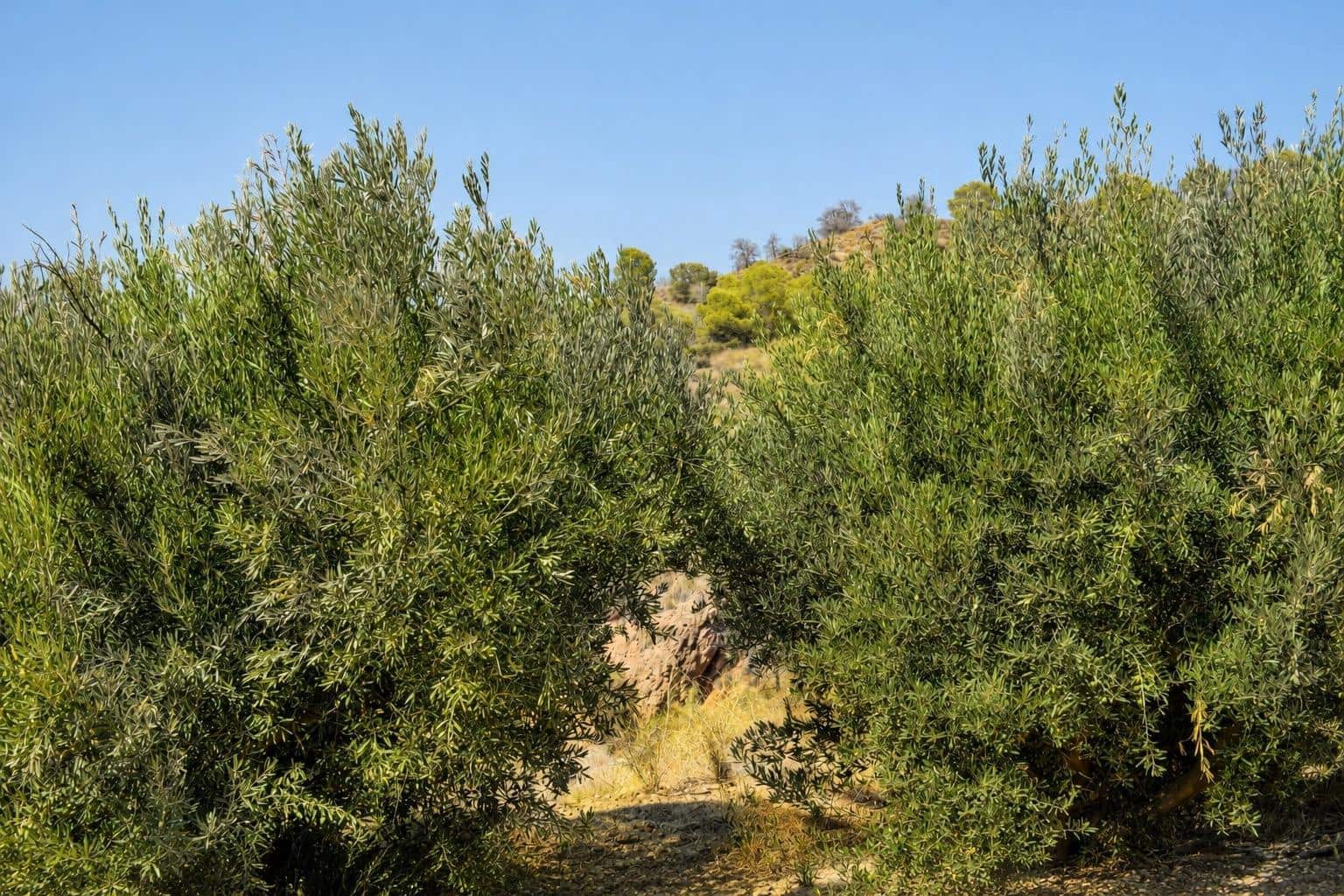 Undeveloped Land for sale in Alhama de Murcia - € 64,000 (Ref: 10077317)
