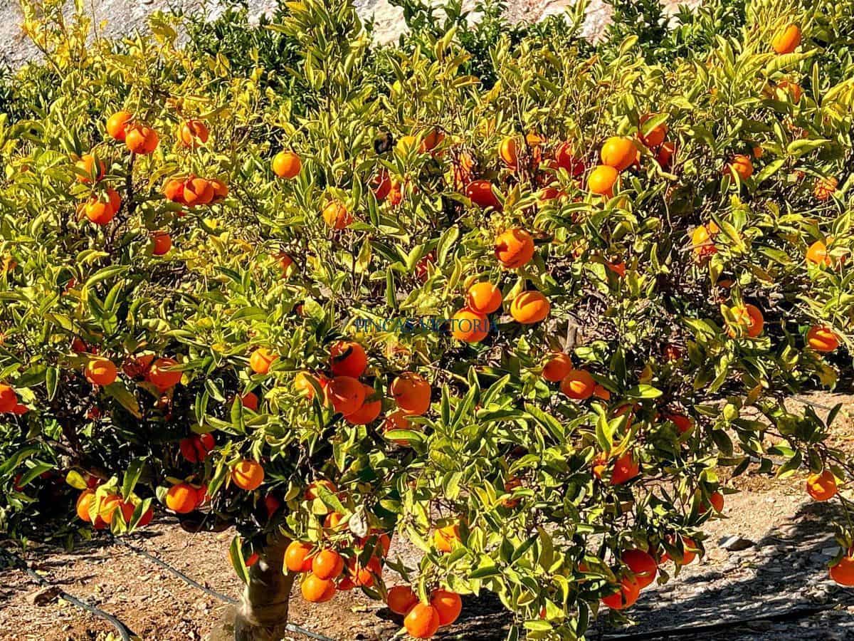 1 quarto Quinta/Casa Rural para venda em Aguilas - 237 000 € (Ref: 9456616)