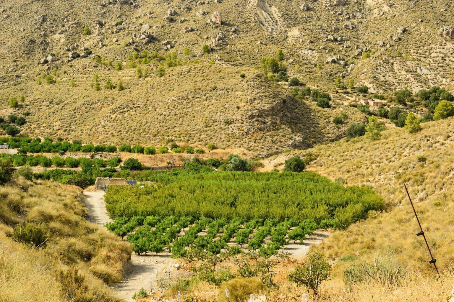 Ubebygd land til salgs i Blanca - € 98 000 (Ref: 9994270)