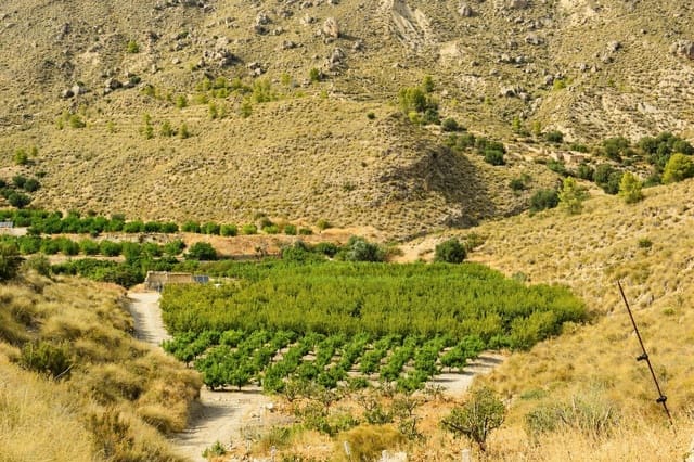 Ubebygd land til salgs i Blanca - € 98 000 (Ref: 9994270)