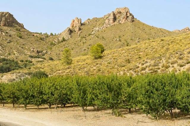 Ubebygd land til salgs i Blanca - € 98 000 (Ref: 9994270)