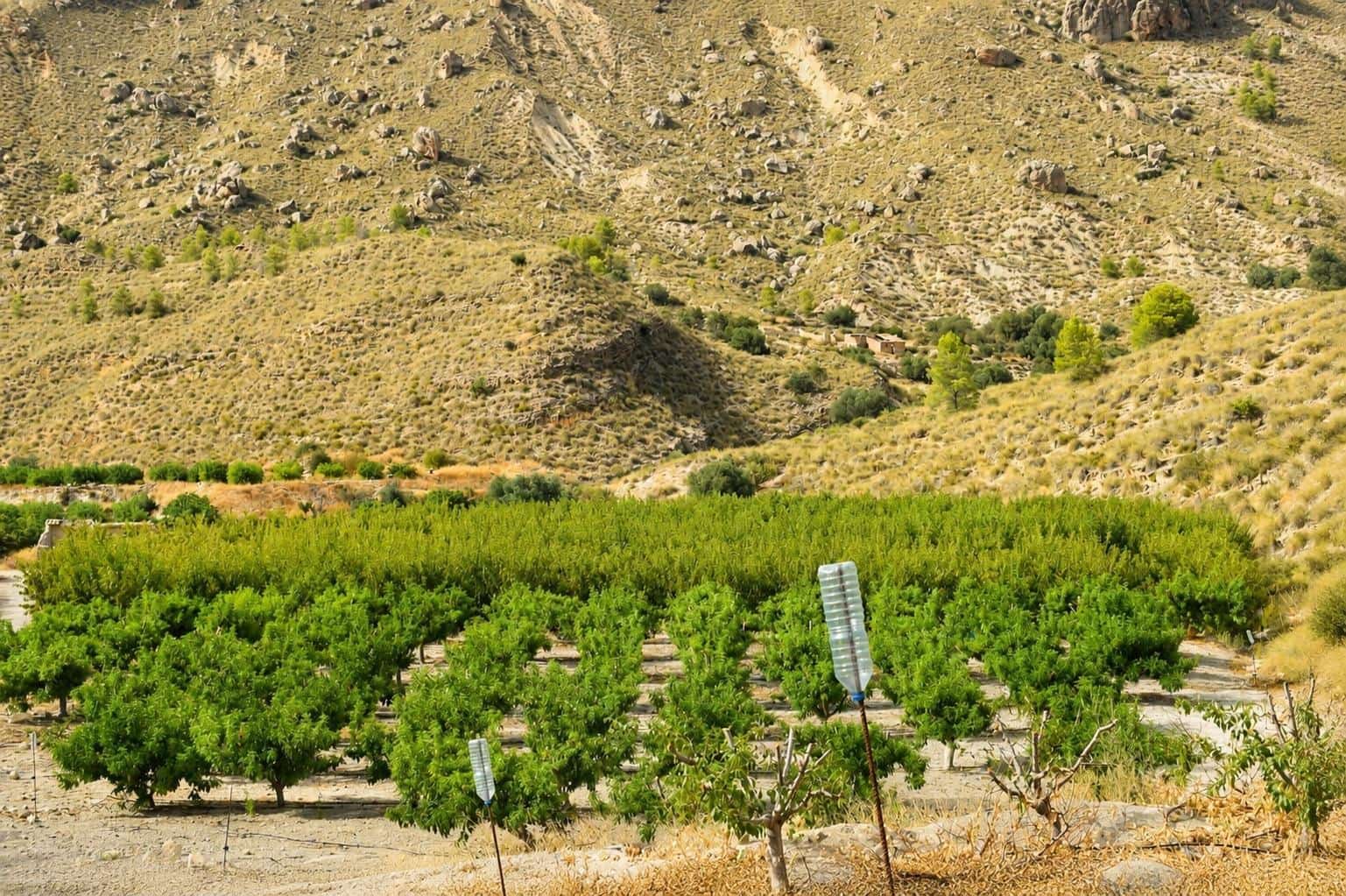 Ubebygd land til salgs i Blanca - € 98 000 (Ref: 9994270)