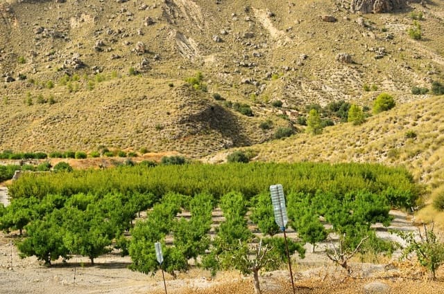 Ubebygd land til salgs i Blanca - € 98 000 (Ref: 9994270)