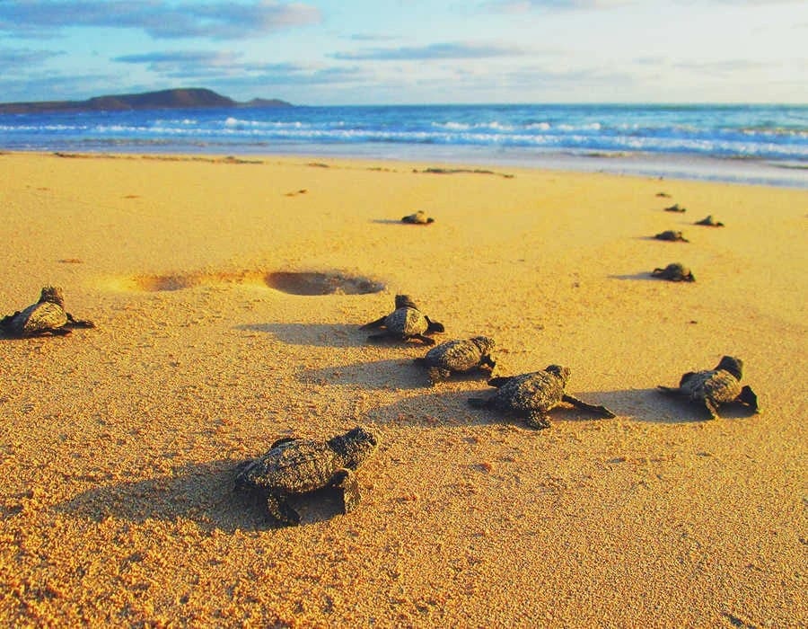 Terreno para Construção para venda em Santa Lucia de Tirajana - 1 099 999 € (Ref: 8785382)