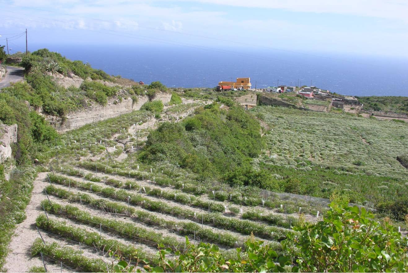 Grunde uden byggetilladelser til salg i Guimar - € 1.150.000 (Ref: 9136446)