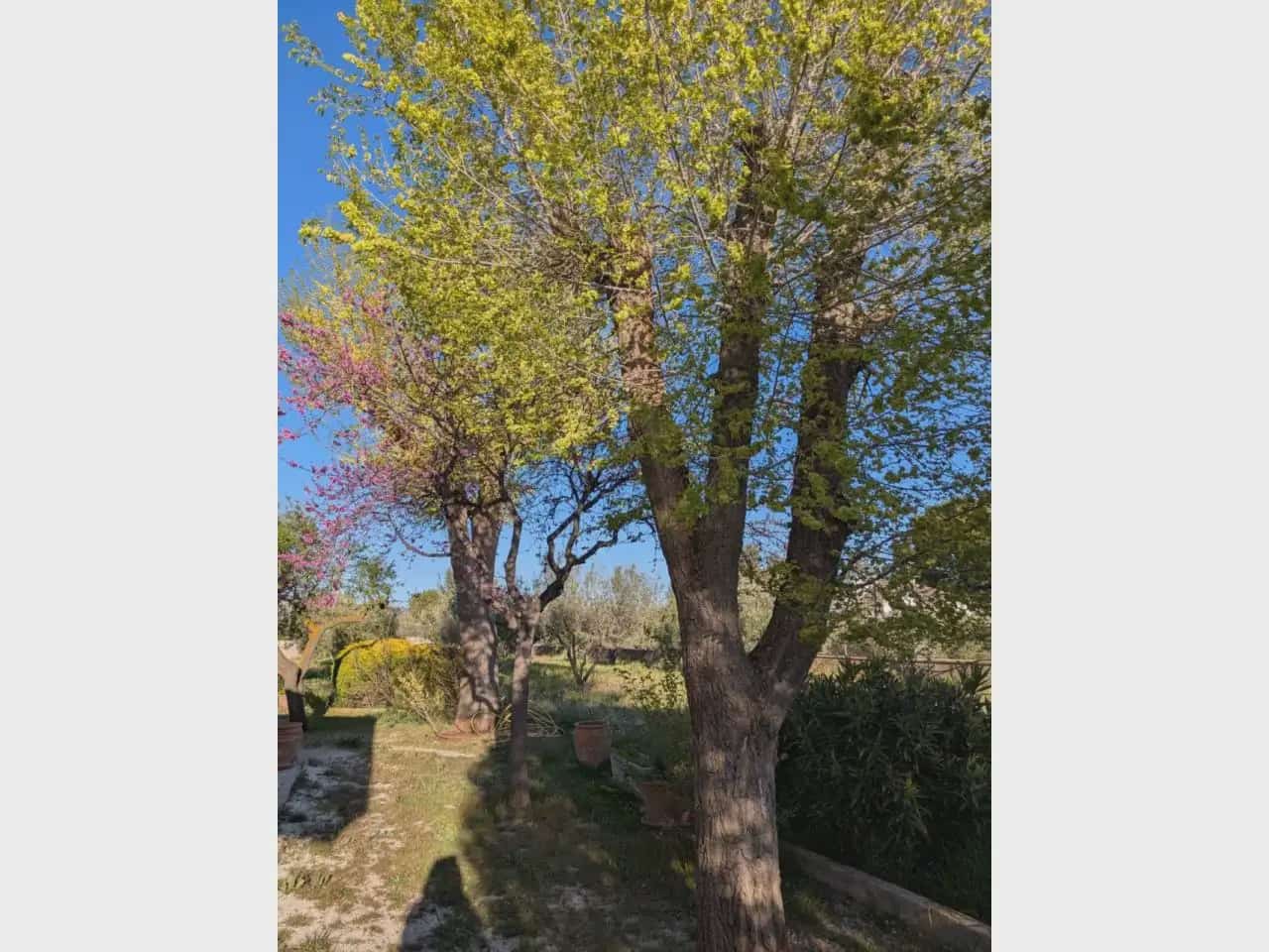 3 slaapkamer Finca/Landhuis te koop in Onil met zwembad - € 290.000 (Ref: 10140382)