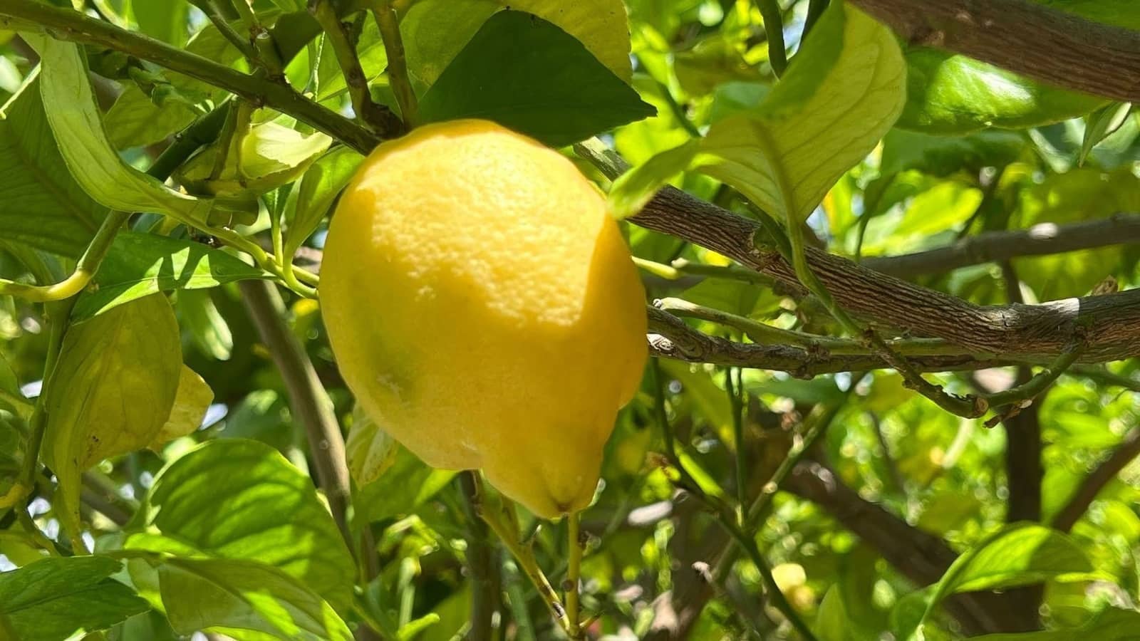 4 slaapkamer Huis te koop in Alhaurin el Grande met zwembad - € 489.000 (Ref: 9361947)