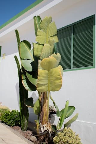 1 slaapkamer Bungalow te huur in Maspalomas, San Bartolomé de Tirajana met zwembad - € 1.500 (Ref: 9578271)