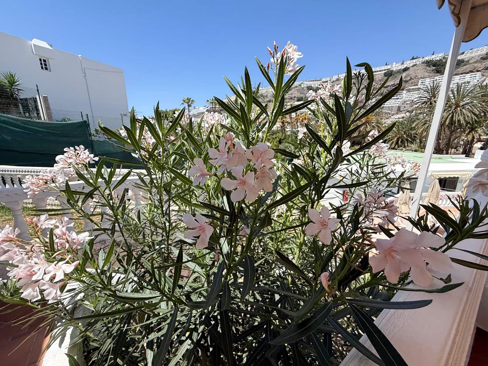 1 sypialnia Apartament do wynajęcia w Puerto Rico z basenem - 1 300 € (Ref: 9707612)