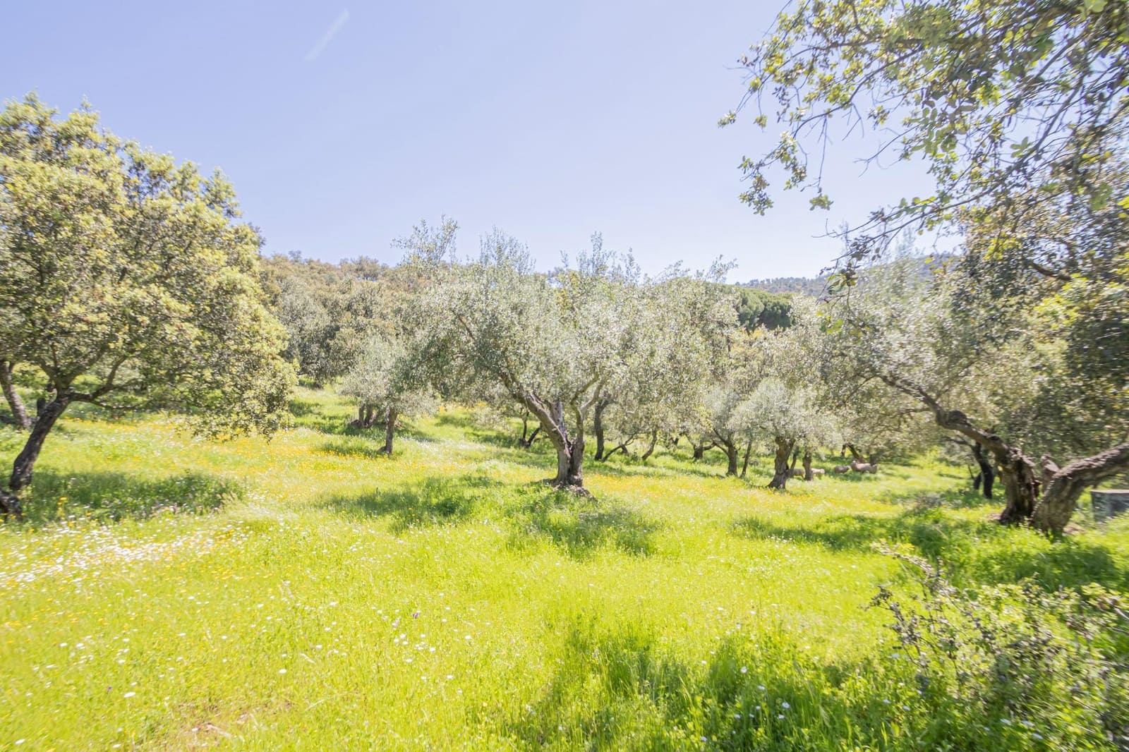 Grunde uden byggetilladelser til salg i El Pedroso - € 300.000 (Ref: 8986111)