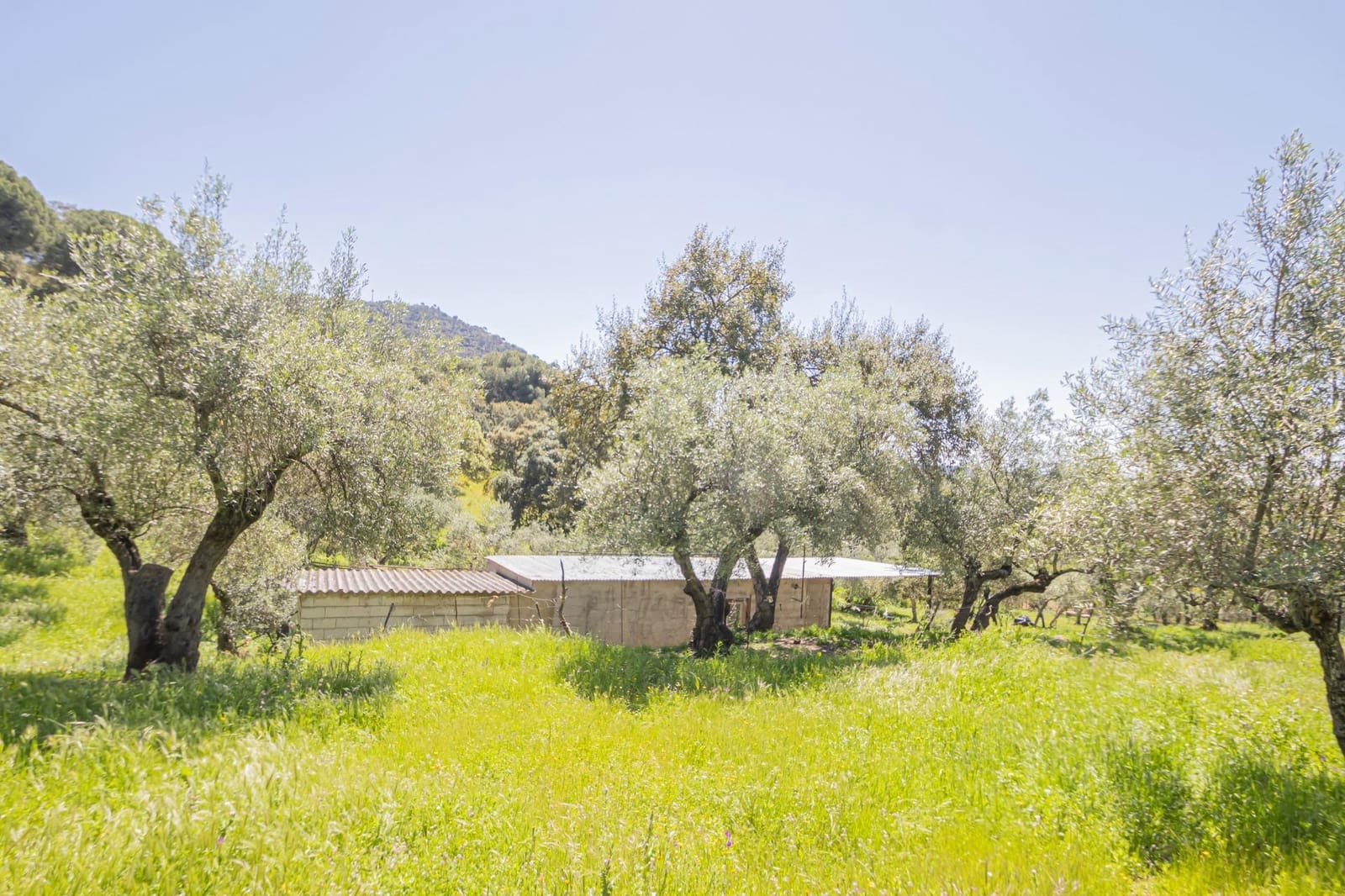 Undeveloped Land for sale in El Pedroso - € 300,000 (Ref: 8986111)