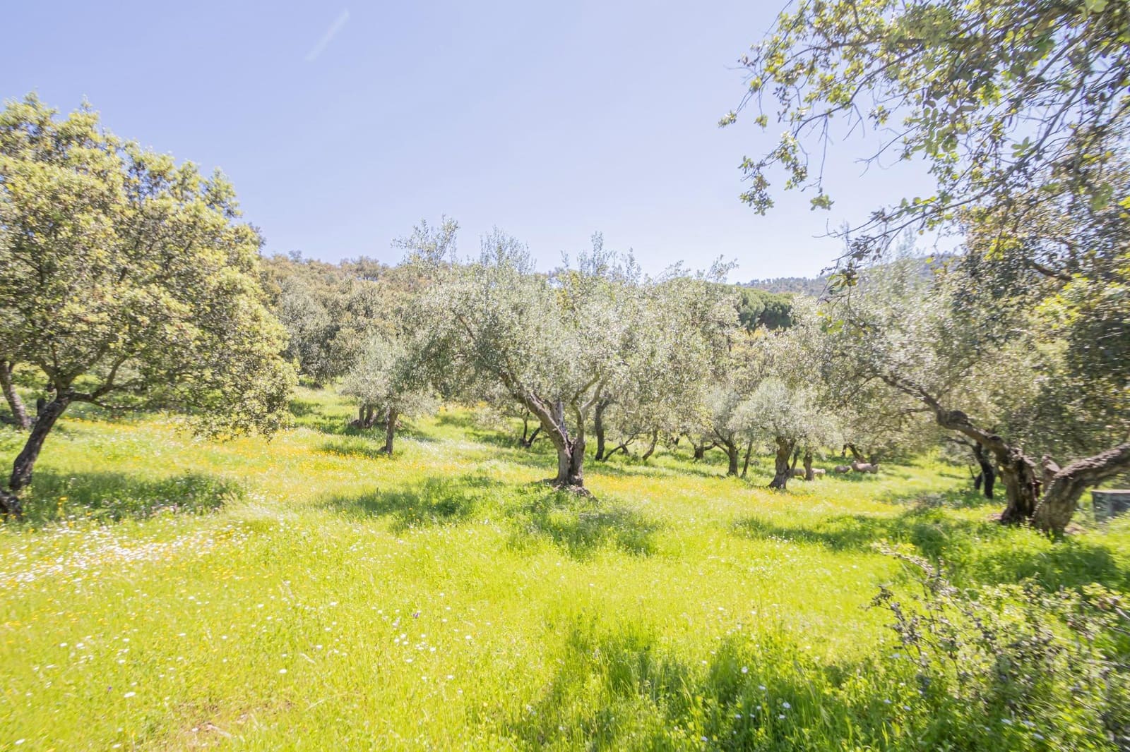 Terreno/Finca Rústica en El Pedroso en venta - 300.000 € (Ref: 8986111)