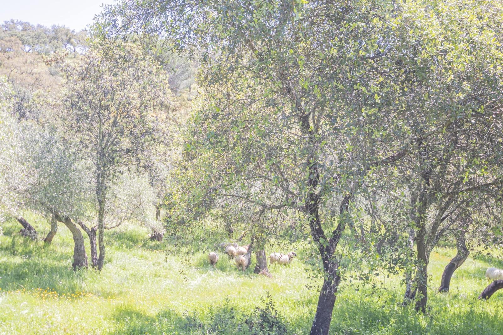 Undeveloped Land for sale in El Pedroso - € 300,000 (Ref: 8986111)