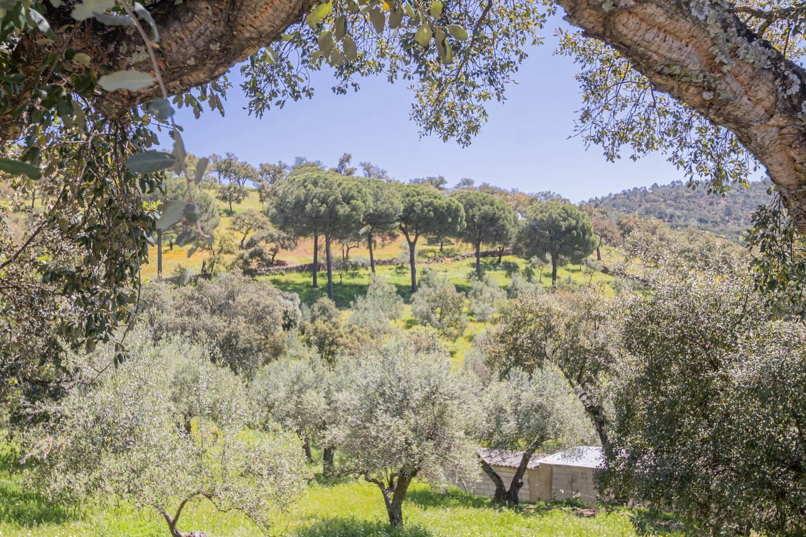 Undeveloped Land for sale in El Pedroso - € 300,000 (Ref: 8986111)