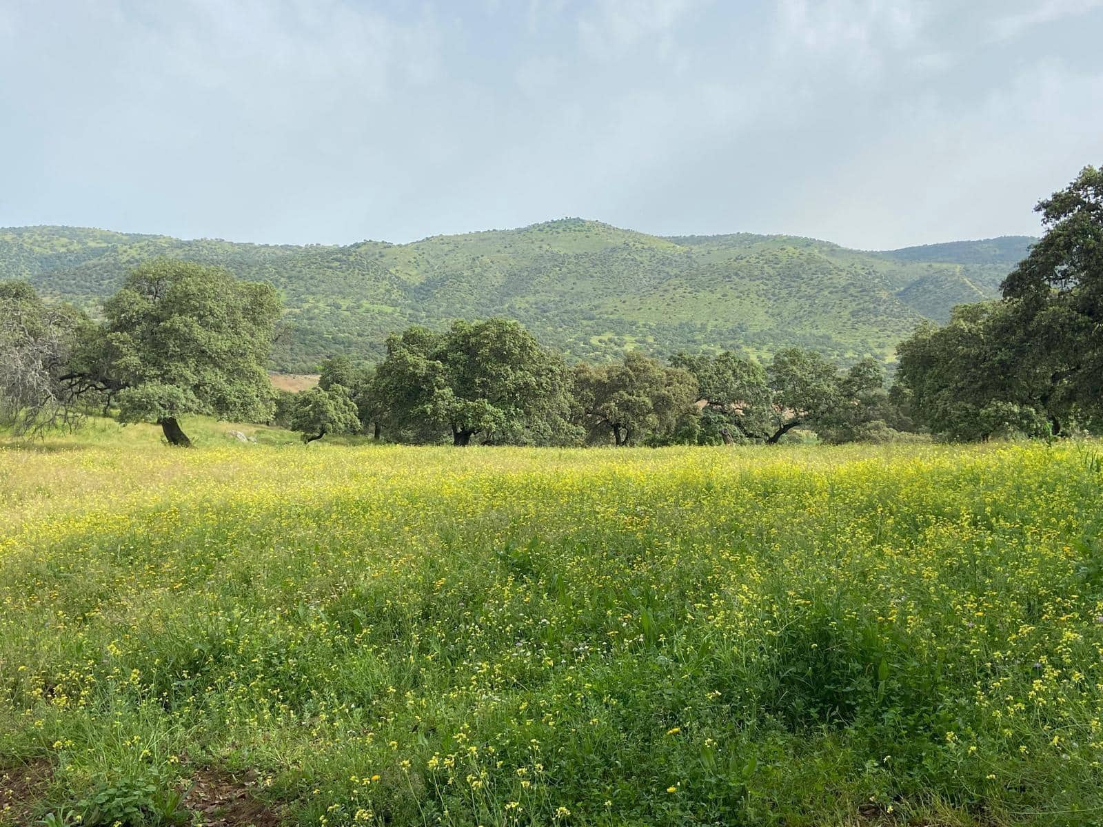 Grunde uden byggetilladelser til salg i Cazalla de la Sierra - € 750.000 (Ref: 9282301)