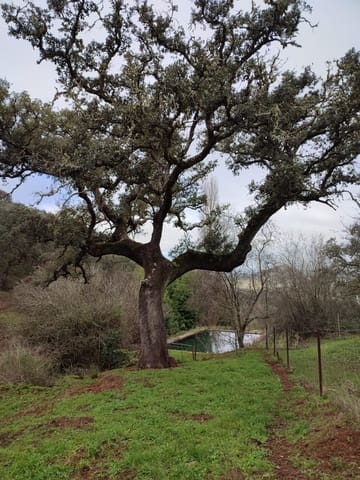 Landgrundstück zu verkaufen in Cazalla de la Sierra - 750.000 € (Ref: 9282301)