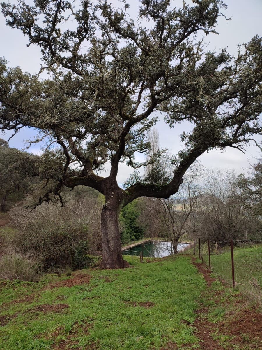 Undeveloped Land for sale in Cazalla de la Sierra - € 750,000 (Ref: 9282301)