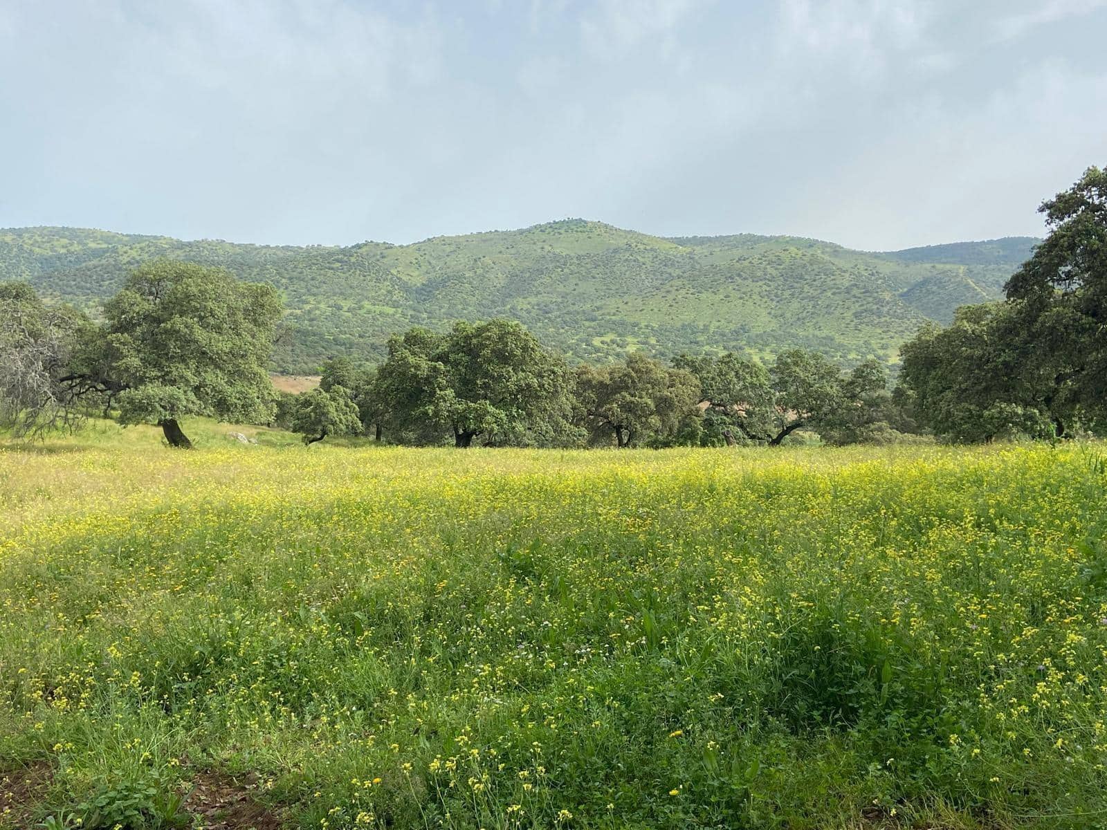 Undeveloped Land for sale in Cazalla de la Sierra - € 750,000 (Ref: 9282301)