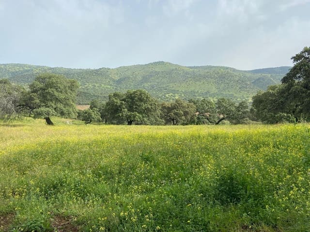 Grunde uden byggetilladelser til salg i Cazalla de la Sierra - € 695.000 (Ref: 9282301)