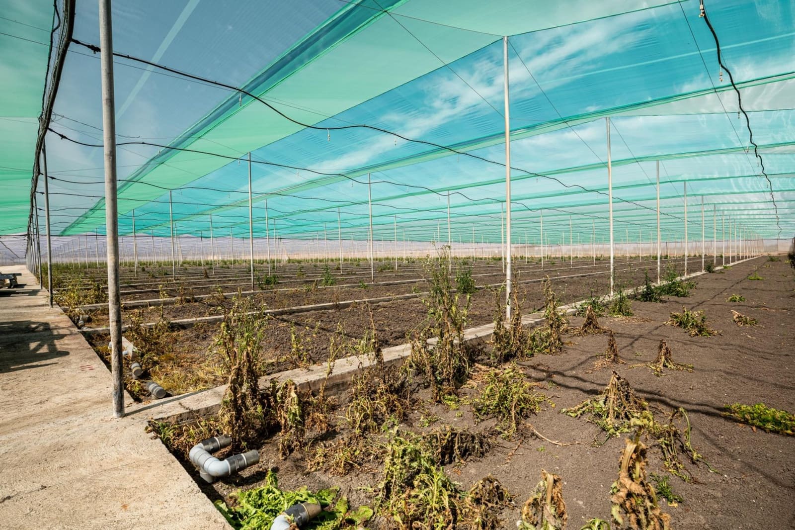 Undeveloped Land for sale in Utrera - € 650,000 (Ref: 9726753)