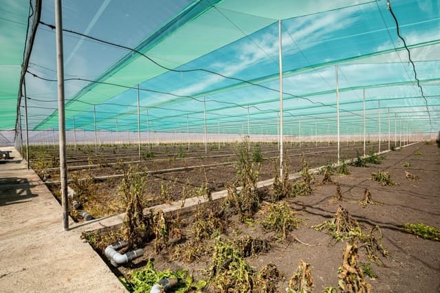 Landgrundstück zu verkaufen in Utrera - 650.000 € (Ref: 9726753)