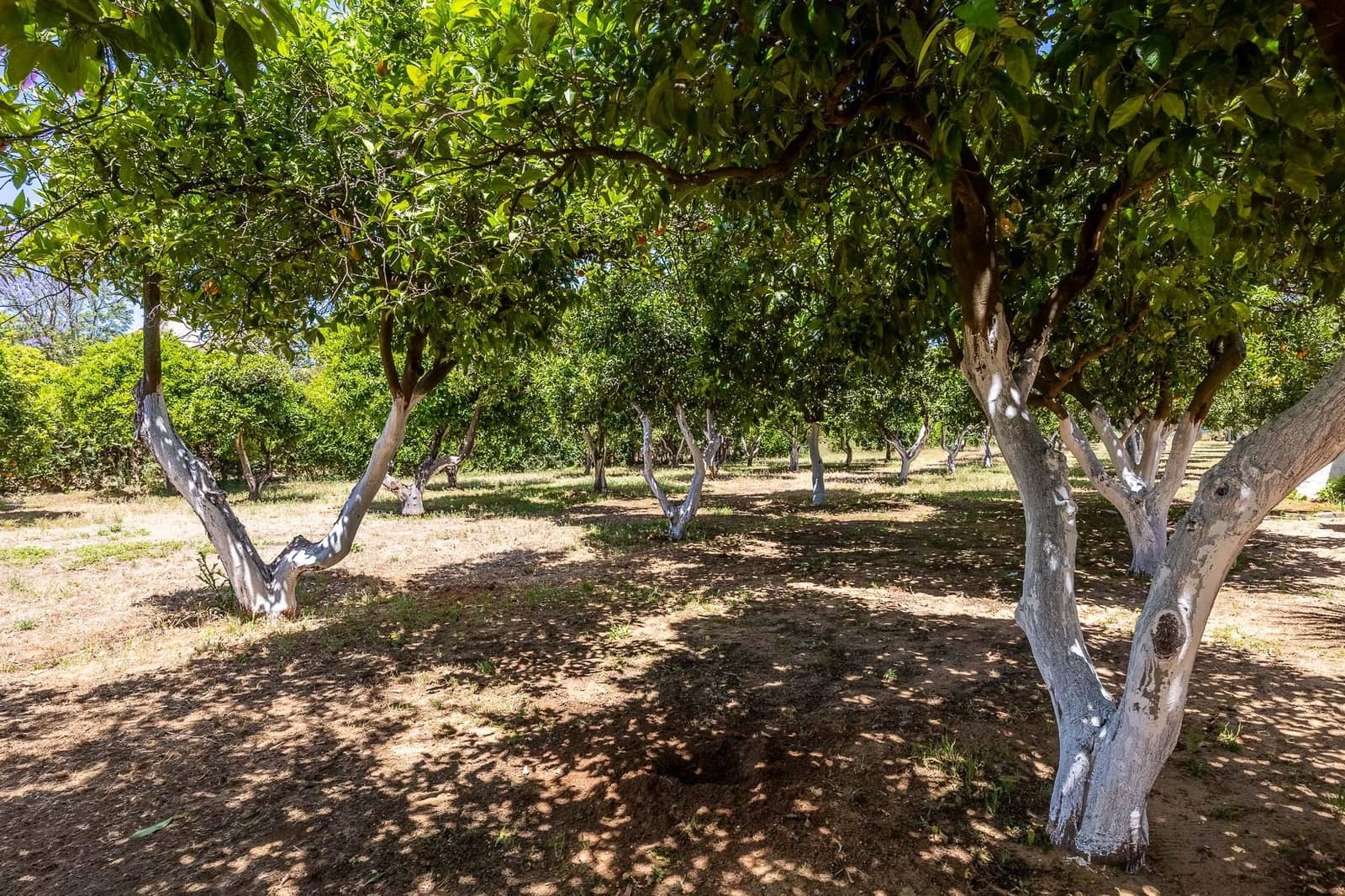7 soverom Finca/Herregård til salgs i Sanlucar la Mayor med svømmebasseng garasje - € 1 245 500 (Ref: 9861966)