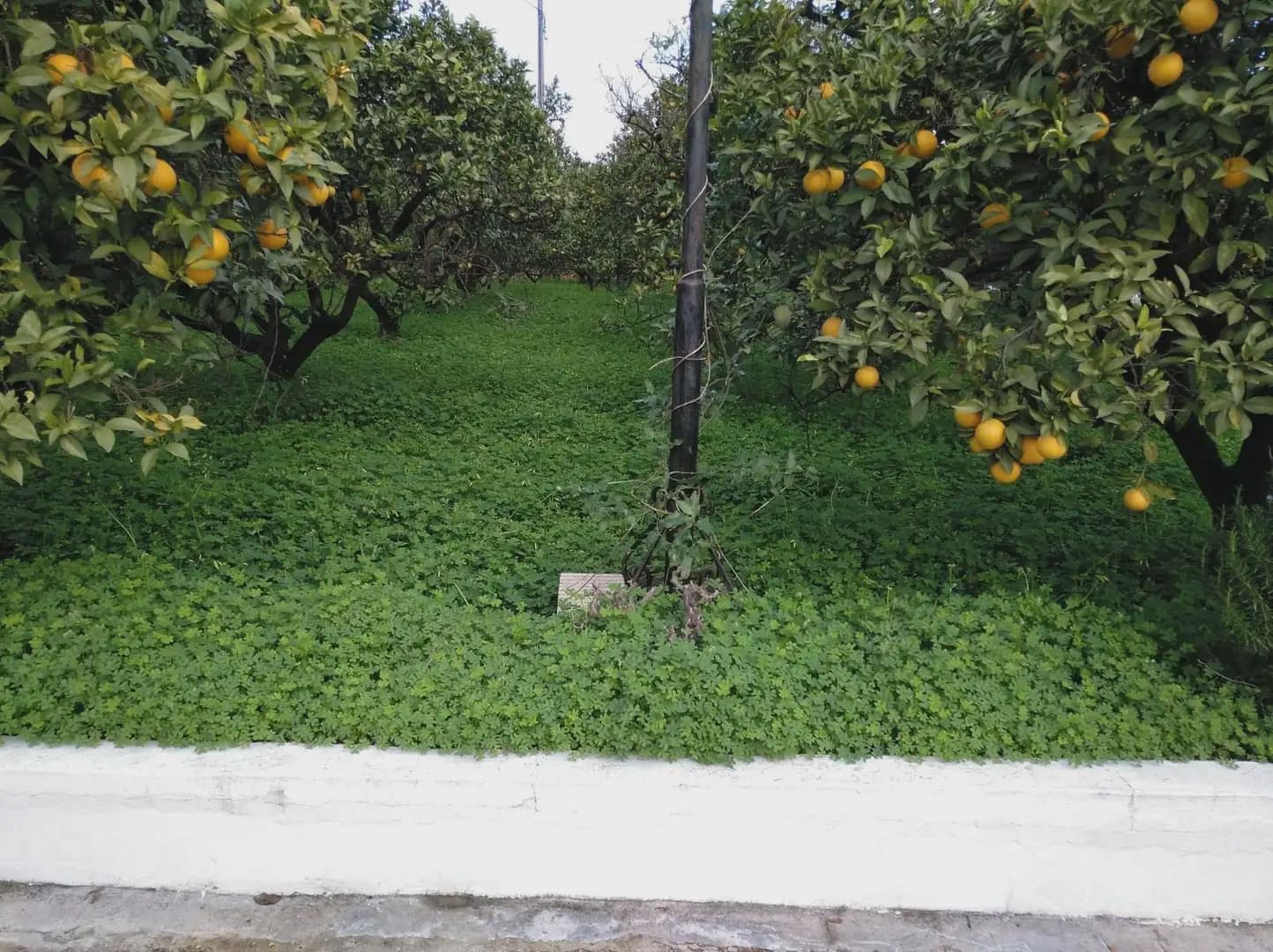 5 bedroom Finca/Country House for sale in Alzira with pool garage - € 500,000 (Ref: 9832113)