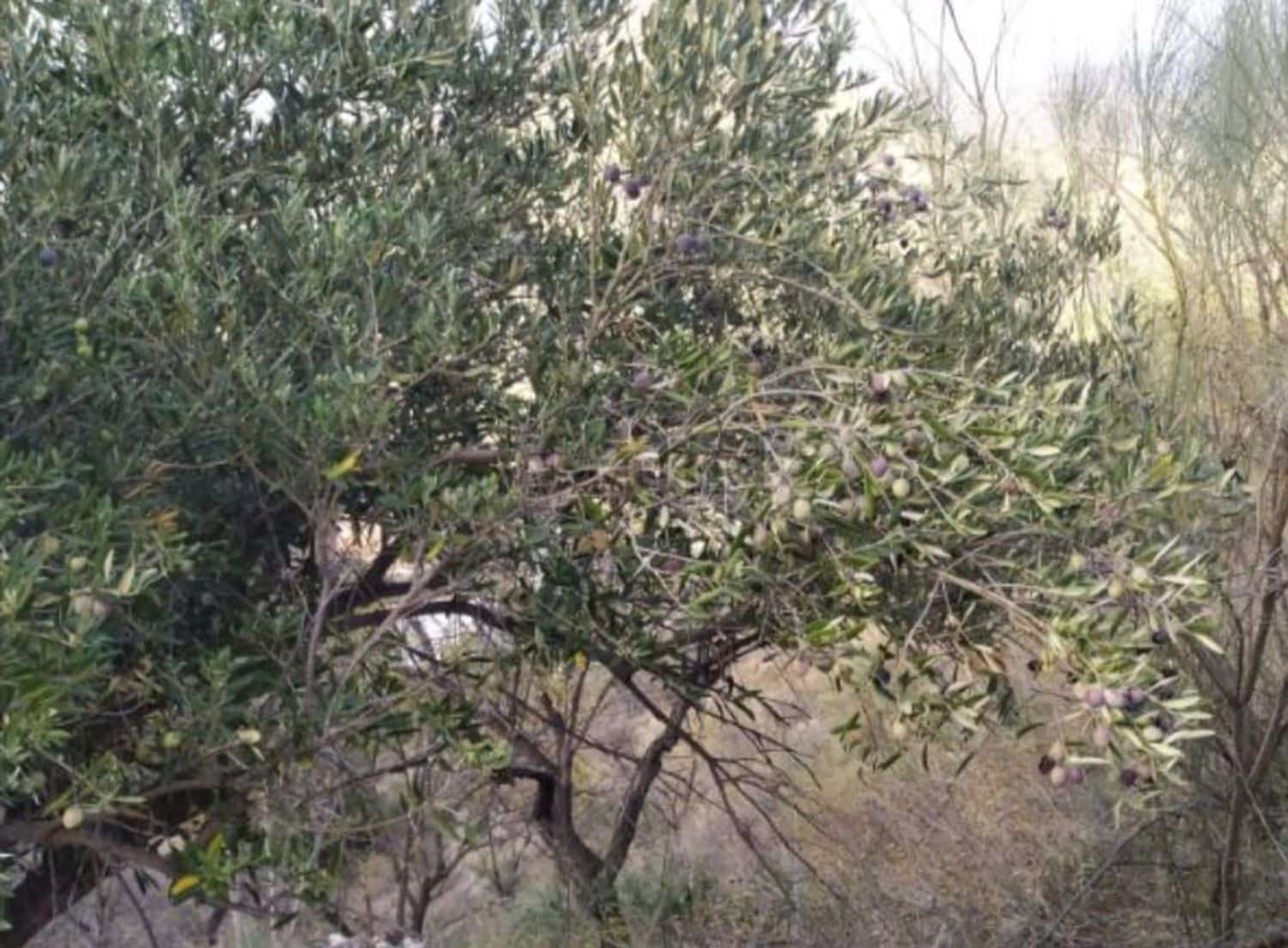 Landgrundstück zu verkaufen in Malaga Stadt - 56.000 € (Ref: 9014958)