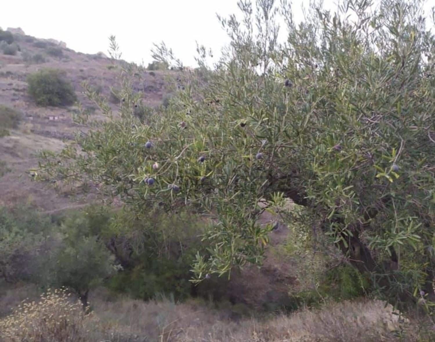 Landgrundstück zu verkaufen in Malaga Stadt - 56.000 € (Ref: 9014958)