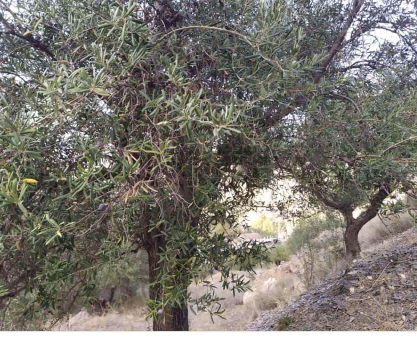 Landgrundstück zu verkaufen in Malaga Stadt - 56.000 € (Ref: 9014958)