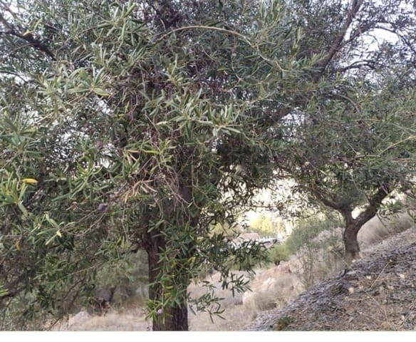 Terre non Aménagée à vendre à Malaga ville - 56 000 € (Ref: 9014958)