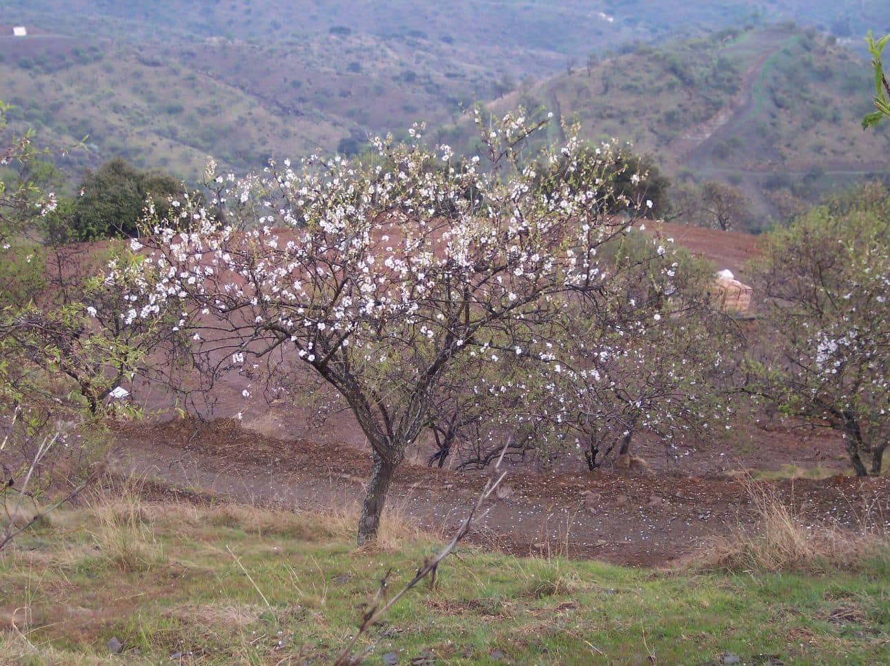 Terreno Non Edificato in vendita in Cartama - 55.000 € (Rif: 9506017)