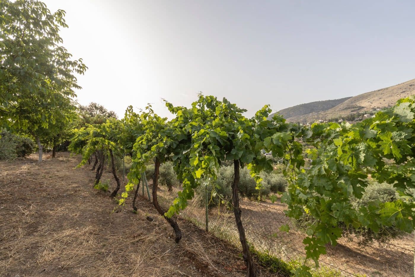 6 soverom Finca/Herregård til salgs i Alfacar med svømmebasseng garasje - € 790 000 (Ref: 9674876)